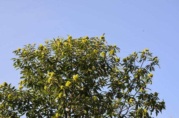 Sommerlaub der vielblättrigen Edelkastanie (Castanea sativa Albomarginata) in einem Garten im ländlichen Raum - Foto, Bild