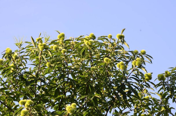Fogliame estivo del Castagno Dolce a Foglie Varietà (Castanea sativa Albomarginata) in un Giardino in Rurale - Foto, immagini