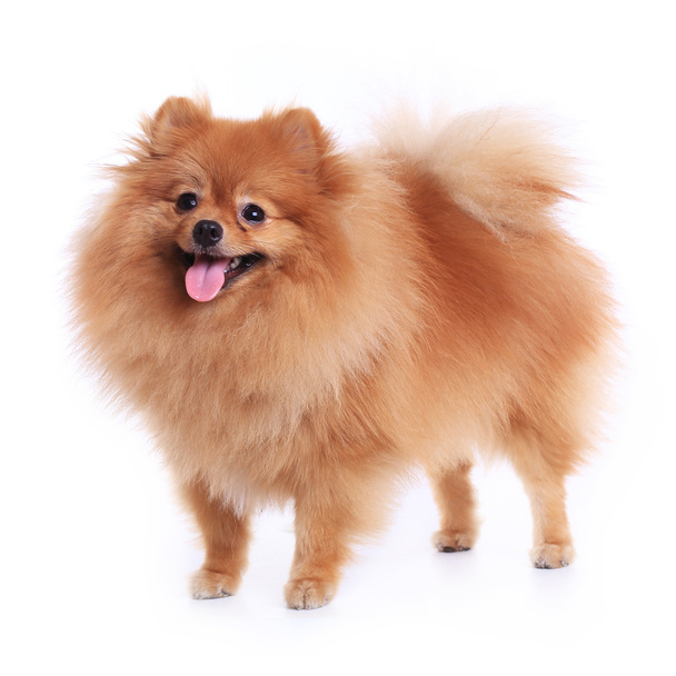 pomeranian dog isolated on white background, cute pet in home - Foto, Bild