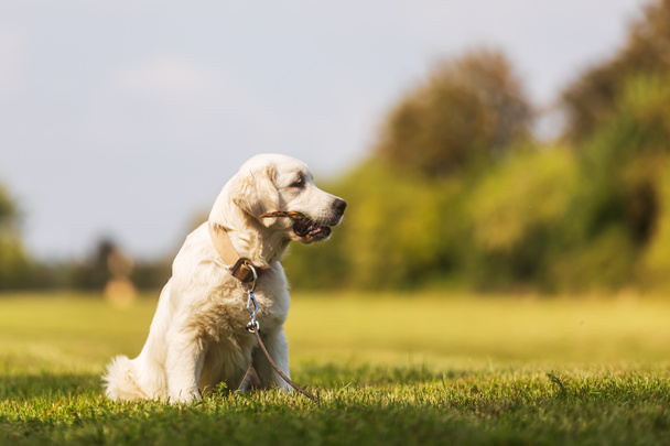 草の上の公園に座っているゴールデンレトリバー子犬 - 写真・画像