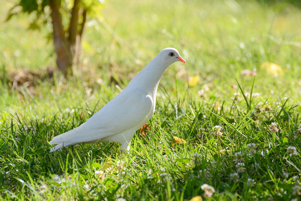 Beautiful white pigeon in the park among green grass - Photo, Image