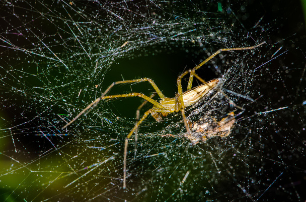 pókok természetes - Fotó, kép