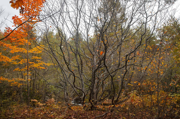 Woodlands during autumn time in rural Michigan - Foto, Bild