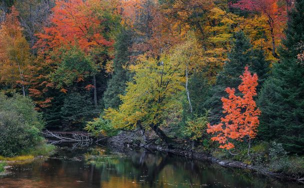 Árvores de outono coloridas e seu reflexo na água ao longo do rio Dead na península superior de Michigan - Foto, Imagem