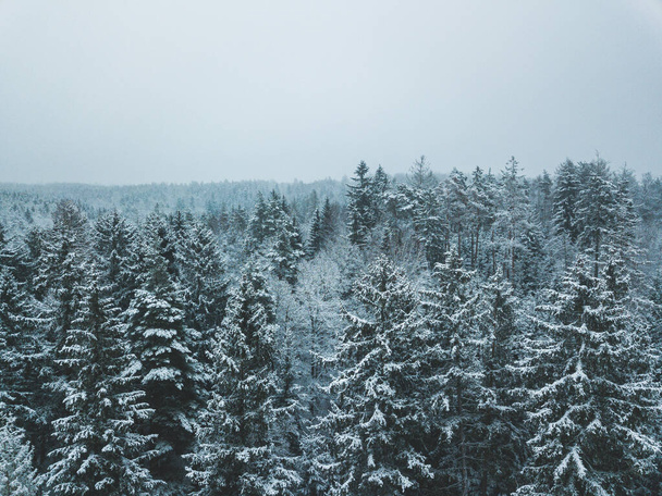 Aerial of a snowy forest in winter. - Zdjęcie, obraz