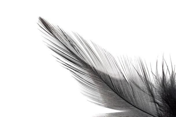 Close up of black feather isolated on white background - 写真・画像