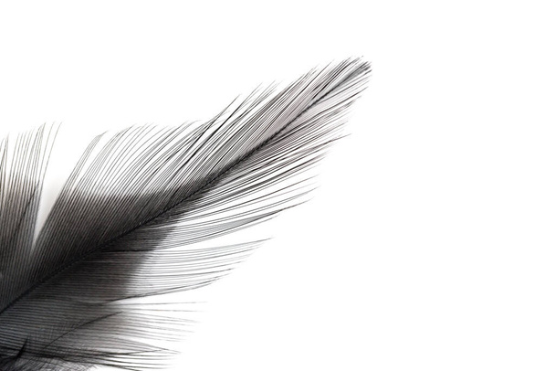 Detailní záběr černého peří izolované na bílém pozadí - Fotografie, Obrázek