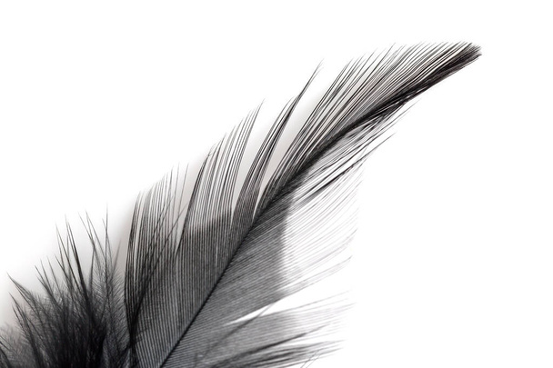 Close up of black feather isolated on white background - Photo, image