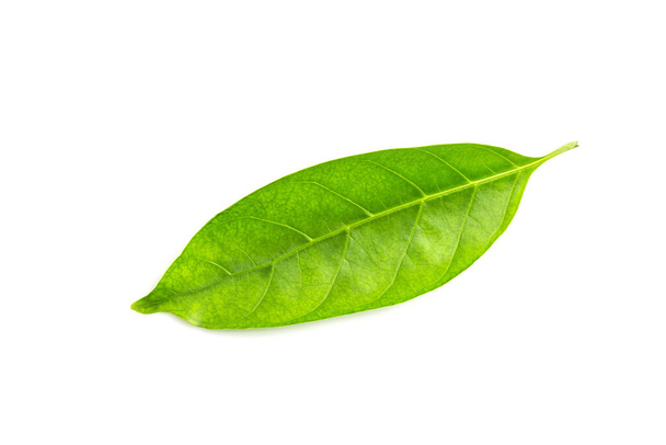 Green leaf isolated on  white background - Photo, Image