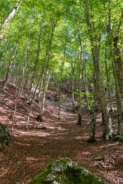 La Camosciara is an extensive nature reserve with trails for experienced hikers and beginners, suggestive views and wildlife. It is an integral part of the Abruzzo, Lazio and Molise National Park - Фото, изображение