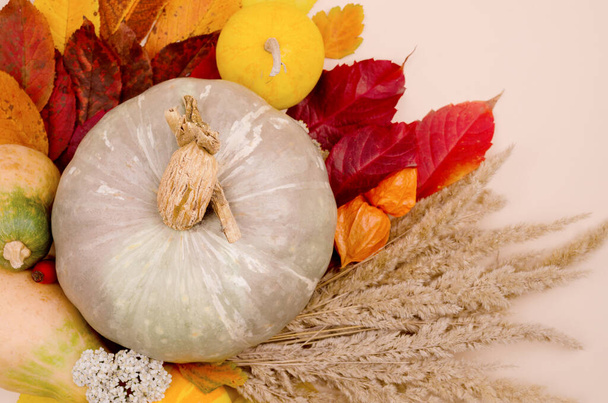 Осенний сезонный фон с составом тыквы и яркими осенними листьями - Фото, изображение