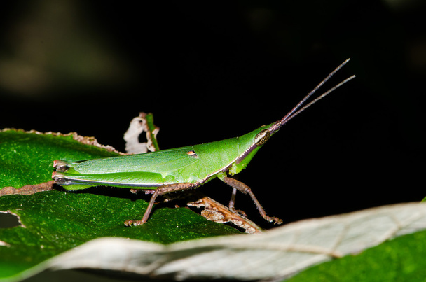 tropikal yağmur ormanlarında grrasshopper - Fotoğraf, Görsel