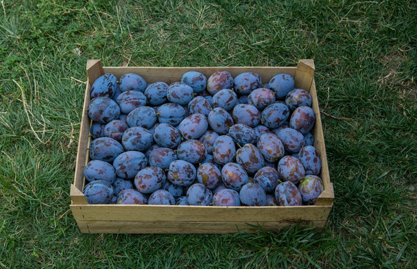 fresh ripe plums in a basket on a blue background - Photo, Image