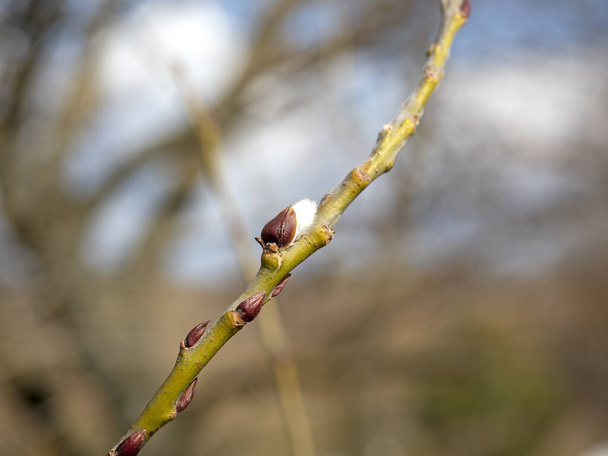 Close-up of budding buds on a branch. Blurred background in the background. The concept of the arrival of spring and the revival of nature - Photo, Image