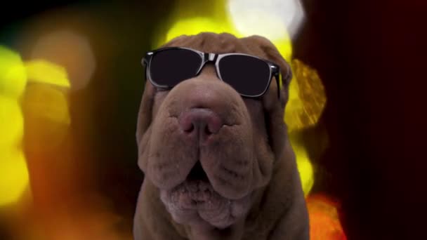 Französische Bulldogge mit Sonnenbrille - Filmmaterial, Video