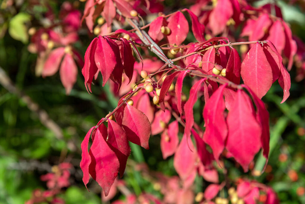 Czerwone liście i owoce Euonymus alatus. - Zdjęcie, obraz