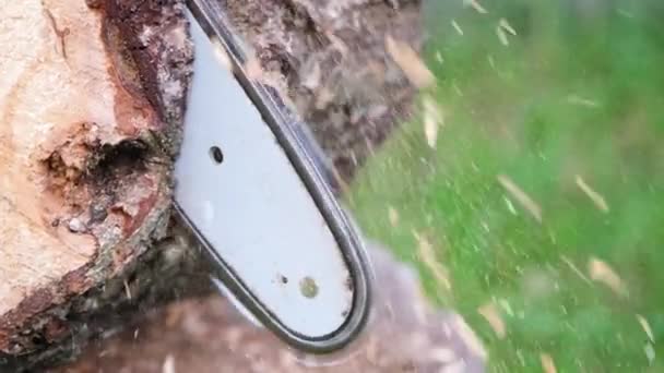 Az akkumulátoros láncfűrész fát vág. Láncfűrésszel vágom át a fát. Lassú mozgás Full HD videó közelről - Felvétel, videó