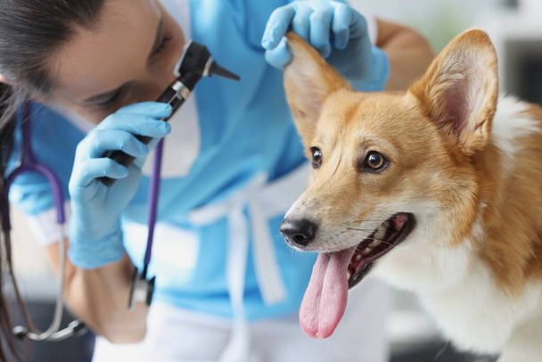 Naiseläinlääkäri tarkastellaan korva puhdasrotuinen koira otoskooppi klinikalla - Valokuva, kuva