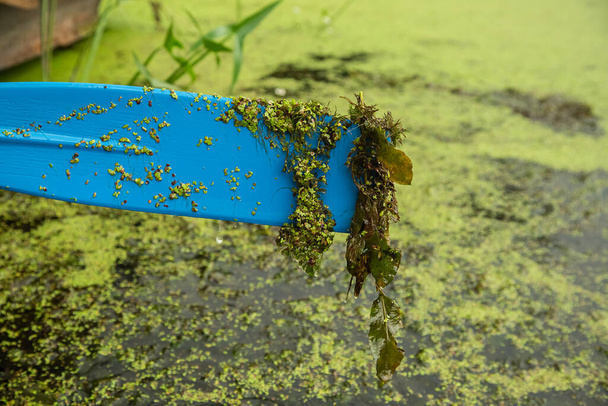 Blue boat paddle rowed algae, summer forest landscape. - Foto, Imagem