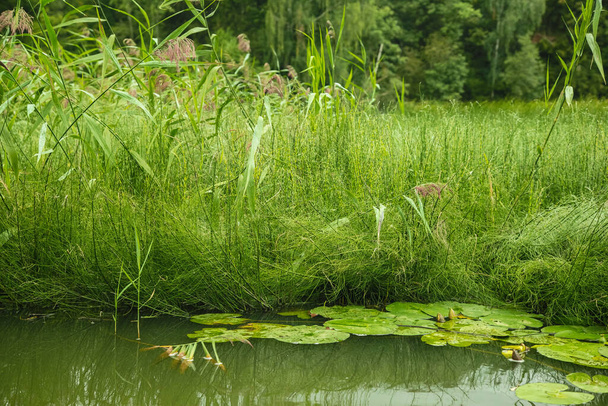 Water plants on the surface of the river, summer forest landscape. - Foto, Imagem