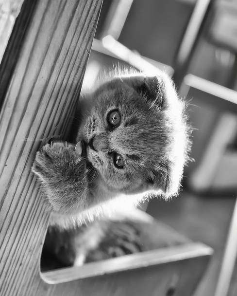 biraz gri scottie oyun kedi - Fotoğraf, Görsel