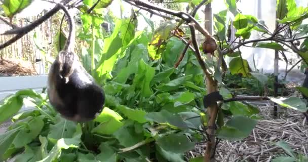 autumn time. the eggplant bush still bears fruit - Footage, Video