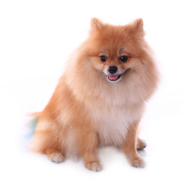 Ruskea pomeranian koira eristetty valkoisella taustalla, söpö lemmikki
 - Valokuva, kuva