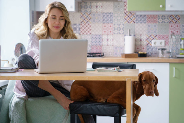 Remote work from home: female businesswoman use laptop sitting in kitchen together with calm dog - Fotó, kép