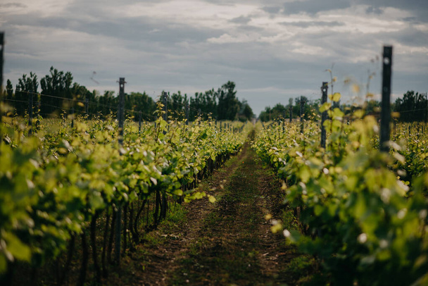 The view of the green vineyard field with a narrow path. - Valokuva, kuva