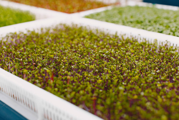 Heap of beet micro greens in a boxes - Valokuva, kuva