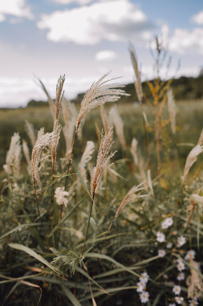 тростник - травяная семья, осенний натуралистический пейзаж, сухая трава. вертикальная, избирательная направленность - Фото, изображение