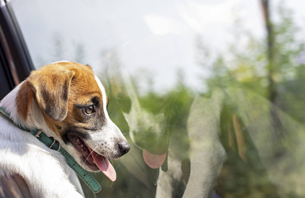 Mutlu köpek yavrusu Jack Russell Terrier dilini çıkardı ve arabanın camından dışarı baktı, Travis. - Fotoğraf, Görsel