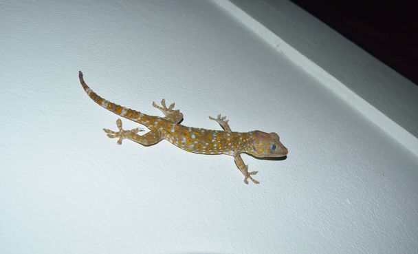 Tokay-Gecko an grauer Wand, viele orangefarbene Farbpunkte auf blauer Haut des Gekko-Geckos, Reptilien in den Häusern der Tropen - Foto, Bild