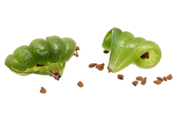 vainas de semillas agrietadas de una planta Buzzy Lizzy Impatiens walleriana - Foto, imagen
