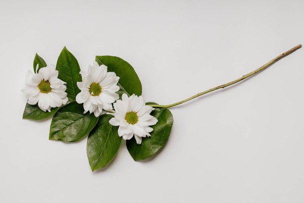 Çiçek konsepti Kasımpatı çiçeğinin güzel bir dalı ve beyaz bir arka planda yapraklar. Flatley, burayı kopyala.. - Fotoğraf, Görsel