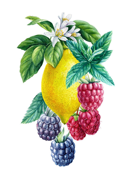 Лимоны, малина и ежевика, акварель, фрукты и ягоды ботаническая живопись - Фото, изображение