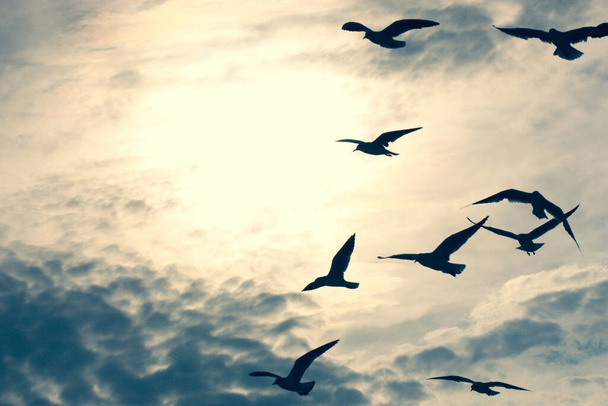 Stormo di gabbiani che volano nel cielo azzurro nuvoloso - Foto, immagini