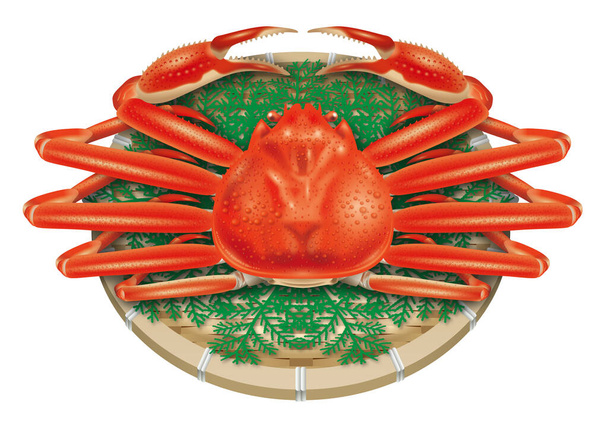 3D illustration of snow crab. White background.  - Photo, Image