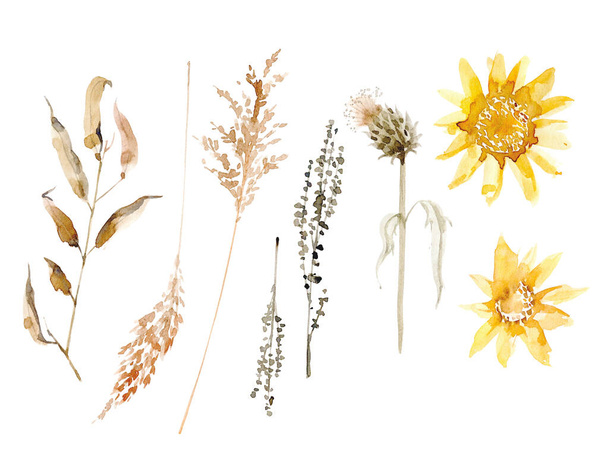 Watercolor different autumn herbs. Realistic botany. Isolated illustrations. Brown and yellow - Photo, Image