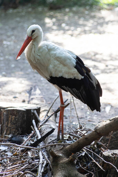 Closeup of an european White Stork. - Fotografie, Obrázek