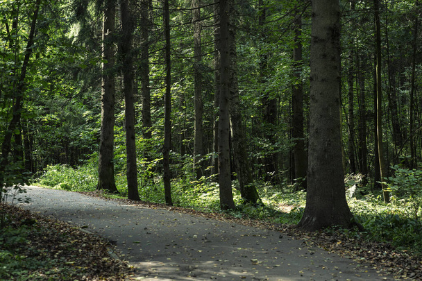 Asphalt path in a dense green forest with sunbeams. Walks in the open air. - Fotografie, Obrázek