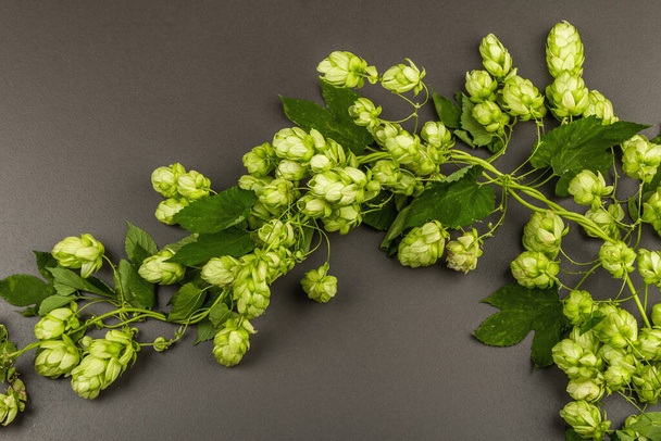 Green ripe hop cones for brewery or bakery background. A natural ingredient, black stone concrete surface, copy space - Photo, image