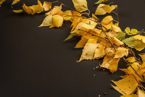 Березовые ветви с жёлтыми листьями. Осенний черный камень бетонный фон, пространство для копирования - Фото, изображение