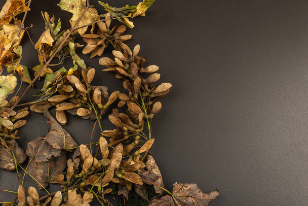 Äste mit gelben Blättern. Herbst schwarzer Stein Betonhintergrund, Draufsicht - Foto, Bild