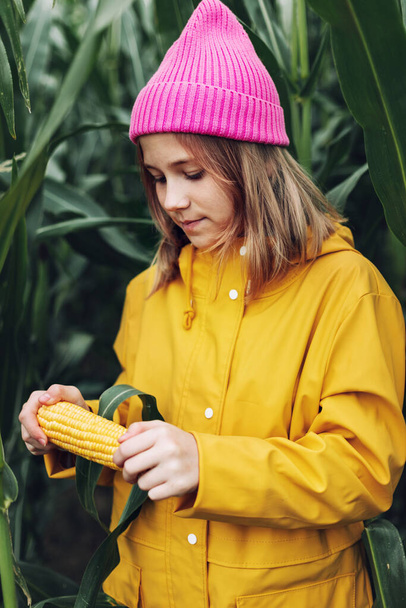 Αστείο κοριτσάκι ντυμένο με ένα κίτρινο αδιάβροχο και ένα καυτό ροζ καπέλο κακομαθαίνει και δαγκώνει καλαμπόκι στο χωράφι με τα καλαμπόκια. - Φωτογραφία, εικόνα