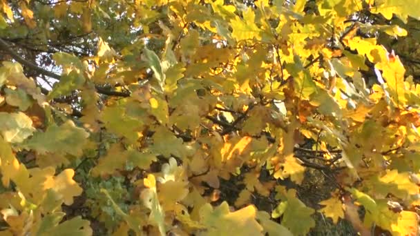 Gelbe Herbstblätter wiegen sich im Wind - Filmmaterial, Video