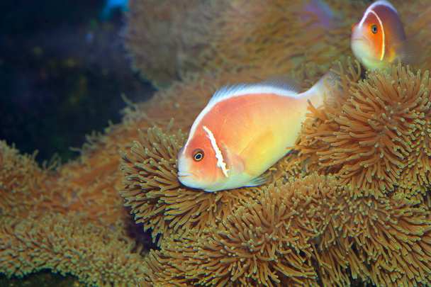 Pink skunk clownfish (Amphiprion perideraion) in Japan - Photo, Image