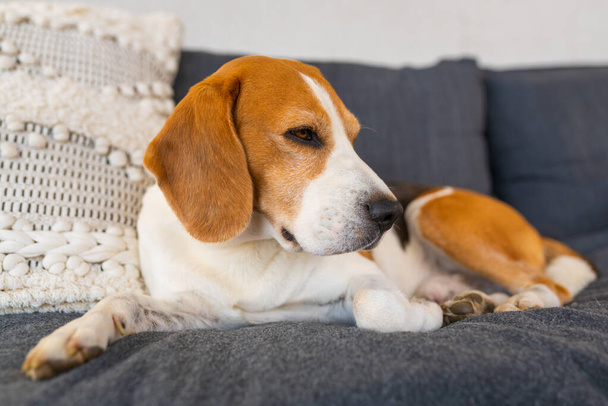 Adulto macho beagle cão descansando em mobiliário de jardim. Profundidade de campo rasa. - Foto, Imagem