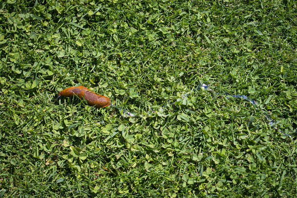 Červený slimák (Arion rufus) se plazí zelenou trávou a zanechává za sebou lesklou stopu hlenu. Pohled shora, byt ležel. - Fotografie, Obrázek