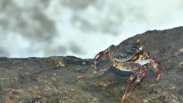 Stone crab op de kust rotsen - Video